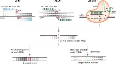 Frontiers Advances In Crispr Cas Gene Therapy For Inborn Errors Of Immunity